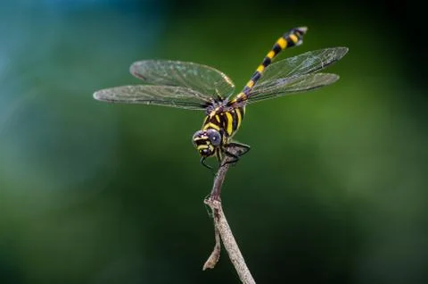 Dragonfly Fotos de archivo