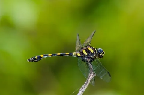Dragonfly Fotos de archivo