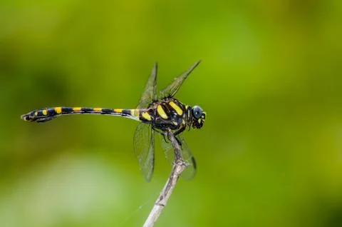 Dragonfly Fotos de archivo