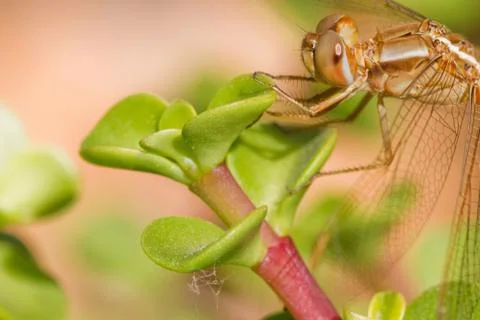 Dragonfly Stock Photos
