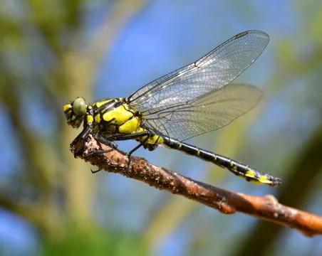 Dragonfly Foto stock