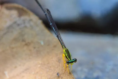 Dragonfly 스톡 사진