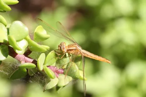 Dragonfly Stock Photos