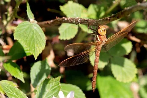 Dragonfly Stock Photos