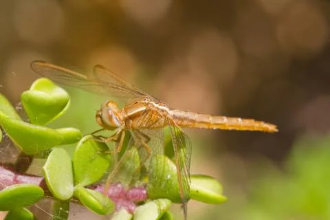 Dragonfly Stock Photos