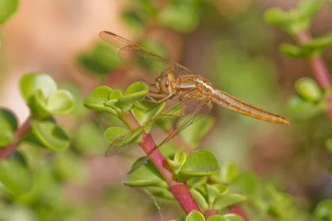 Dragonfly Stock Photos