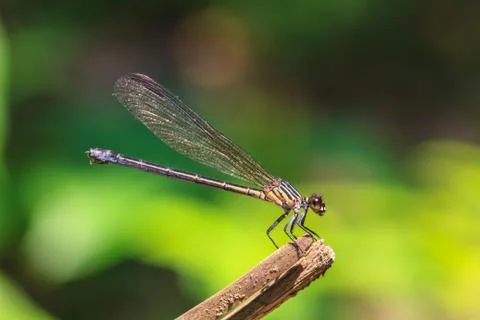 Dragonfly 스톡 사진
