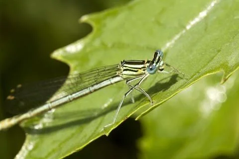Dragonfly Stock Photos