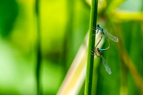 Dragonfly Stock Photos