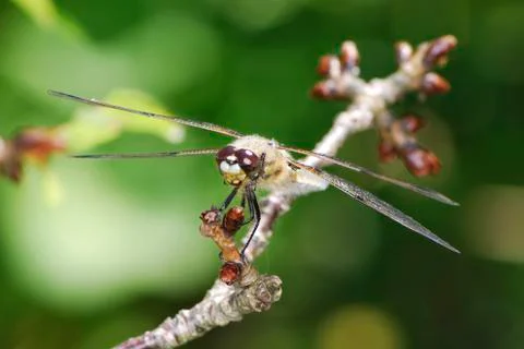 Dragonfly Stock Photos