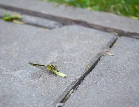 Dragonfly Stock Photos