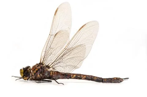 Dragonfly Stock Photos