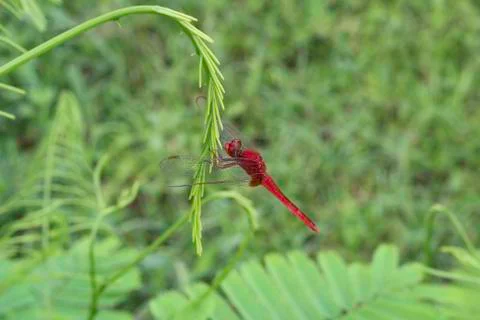 Dragonfly Stock Photos