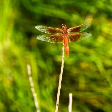 Dragonfly Stock Photos