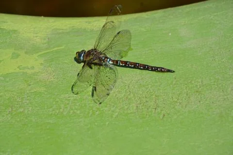 Dragonfly Stock Photos