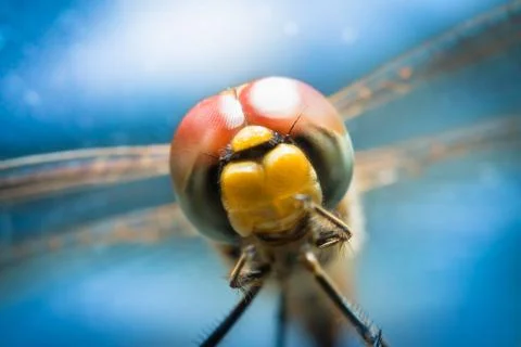 Dragonfly Stock Photos
