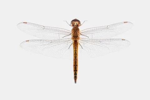 Dragonfly Stock Photos