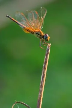 Dragonfly Stock Photos