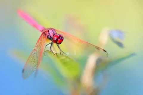 Dragonfly Stock Photos