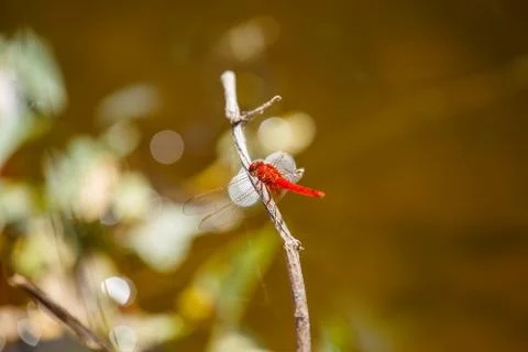 Dragonfly Stock Photos
