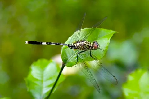 Dragonfly Stock Photos