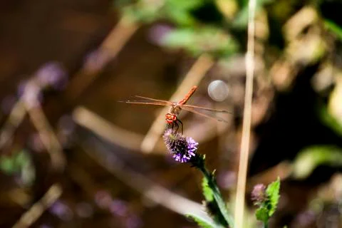 Dragonfly Stock Photos