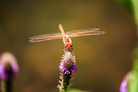 Dragonfly Stock Photos