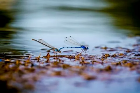 Dragonfly Stock Photos