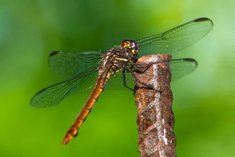 Dragonfly Stock Photos