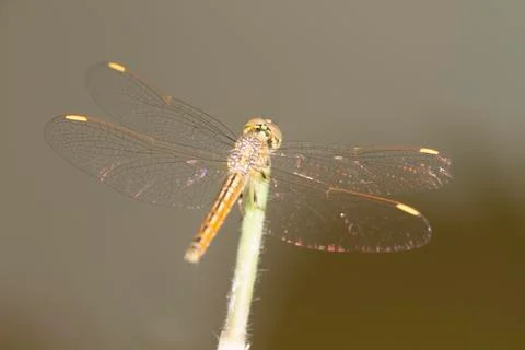 Dragonfly Stock Photos
