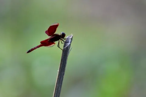Dragonfly Stockfoto's
