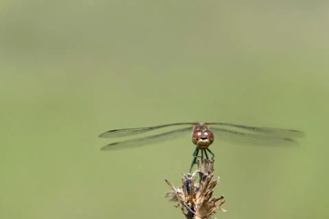 Dragonfly Foto stock
