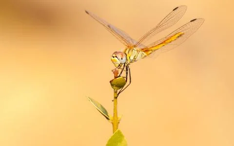 Dragonfly Stock Photos