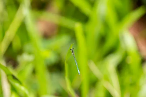 Dragonfly Stock Photos
