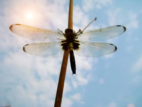 Dragonfly Stock Photos