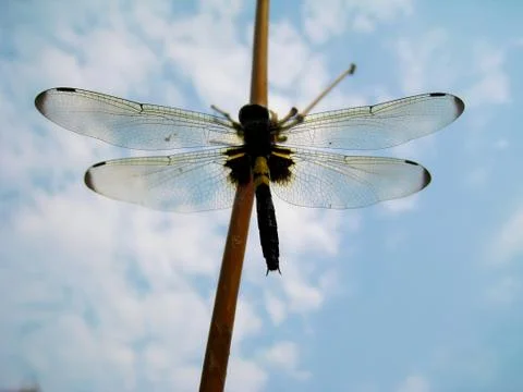 Dragonfly Stock Photos
