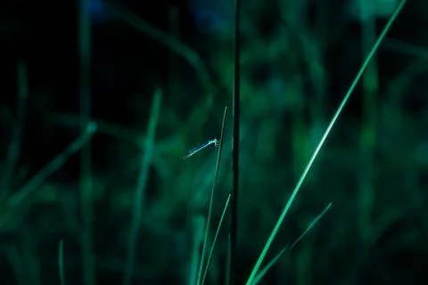 Dragonfly Stock Photos