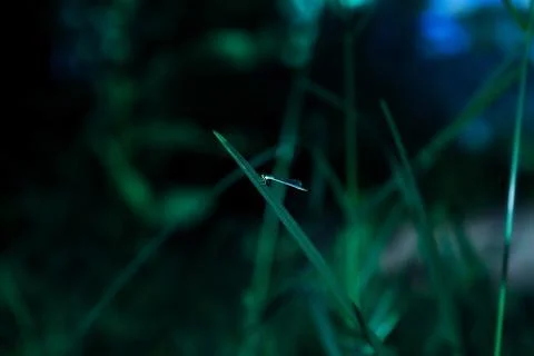 Dragonfly Stock Photos