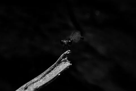 Dragonfly Stock Photos