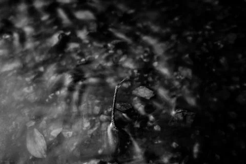 Dragonfly Stock Photos