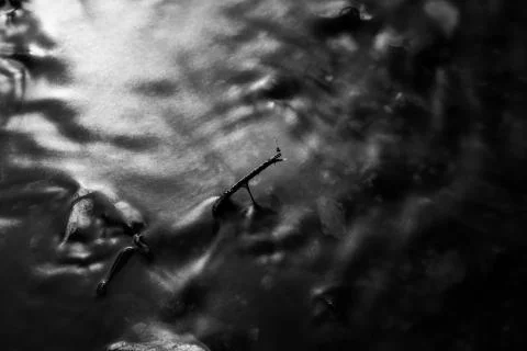 Dragonfly Stock Photos