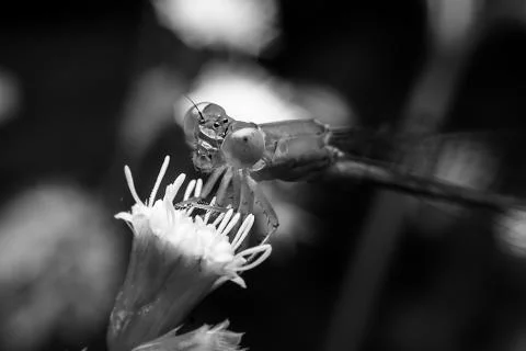 Dragonfly Stock Photos