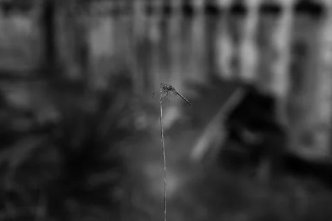 Dragonfly Stock Photos