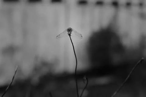 Dragonfly Stock Photos