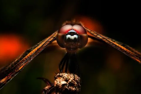 Dragonfly Stock Photos