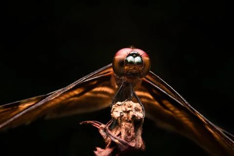 Dragonfly Stock Photos