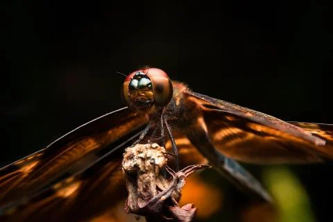 Dragonfly Stock Photos