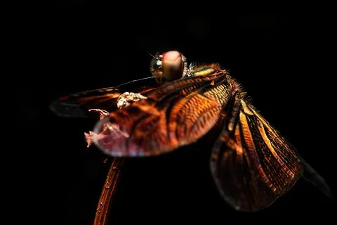 Dragonfly Foto stock