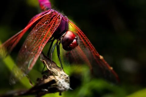 Dragonfly Stock Photos