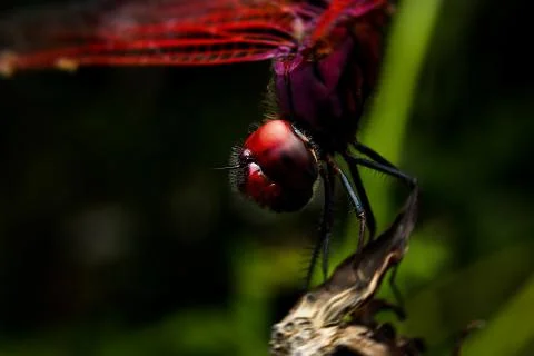 Dragonfly Stock Photos